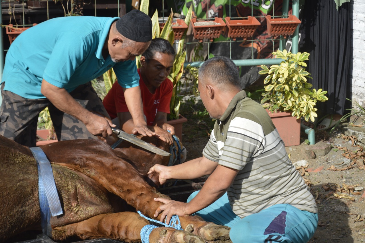 SMAN 1 KAUMAN MELAKUKAN PEMOTONGAN HEWAN KURBAN PERINGATI IDUL ADHA 1443 H